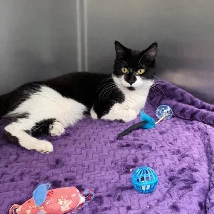 A young medium-sized female Black & White / Tuxedo Domestic Medium Hair cat named Checkers for adoption in Tinley Park, IL