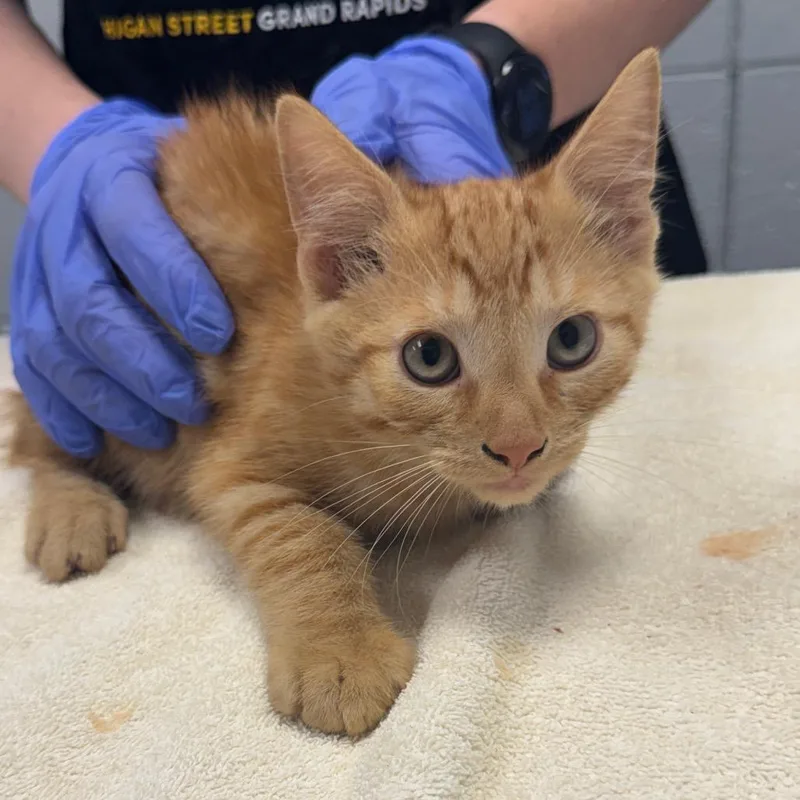A baby small-sized male Orange / Red Domestic Short Hair cat named Warren Oates for adoption in West Olive, MI