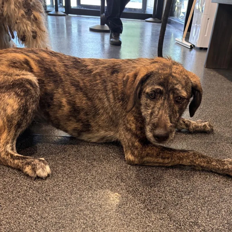 A young medium-sized female Brindle Mixed Breed dog named Kiwi for adoption in Allentown, PA