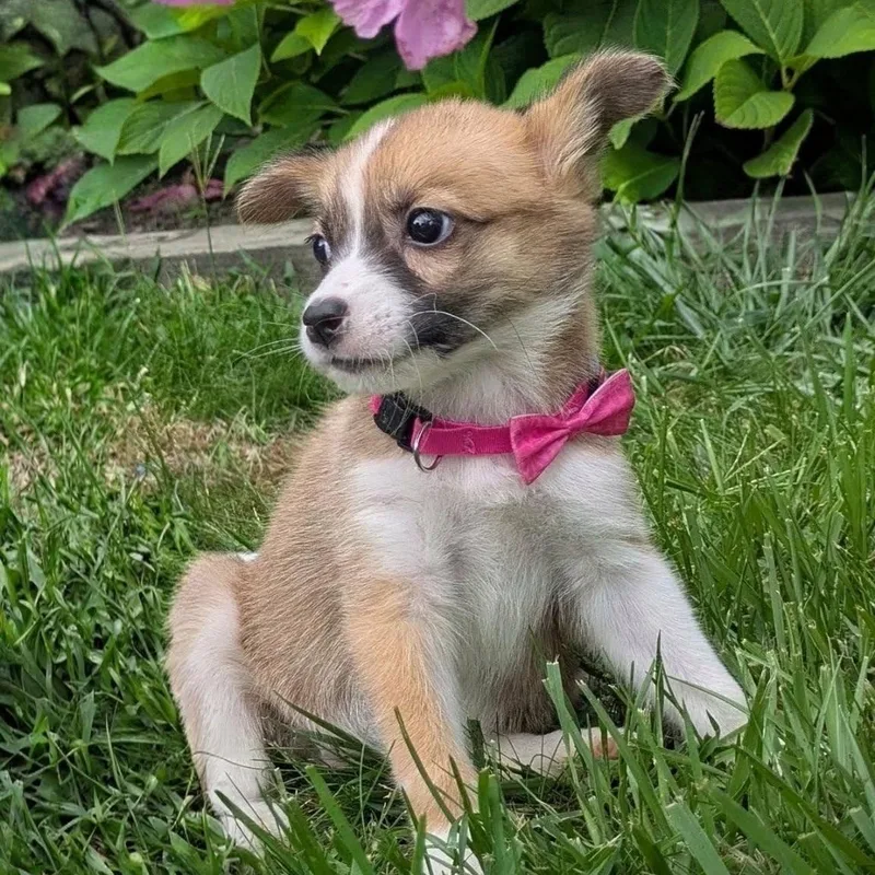 A baby small-sized female White / Cream Chihuahua dog named Trixie for adoption in Rochester, NY