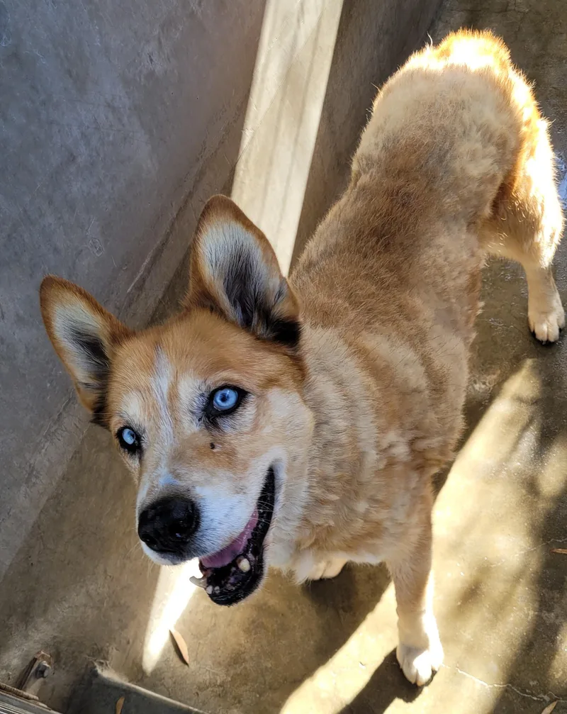 A senior large-sized female Siberian Husky dog named Molly for adoption in Los Angeles, CA