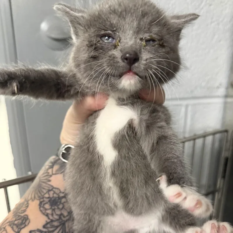 A baby small-sized female Gray / Blue / Silver Domestic Short Hair cat named Tooka for adoption in Marion, VA