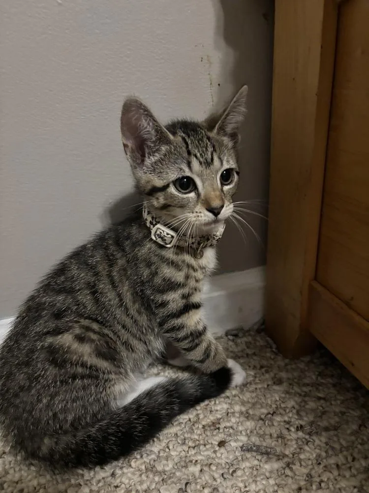 A baby medium-sized female Domestic Short Hair cat named Willow for adoption in Salisbury, NC