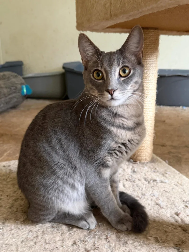 A young medium-sized male Domestic Short Hair cat named World for adoption in Attalla, AL