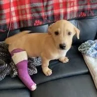 A baby medium-sized male Apricot / Beige Labrador Retriever dog named Marshall for adoption in Albany, NY
