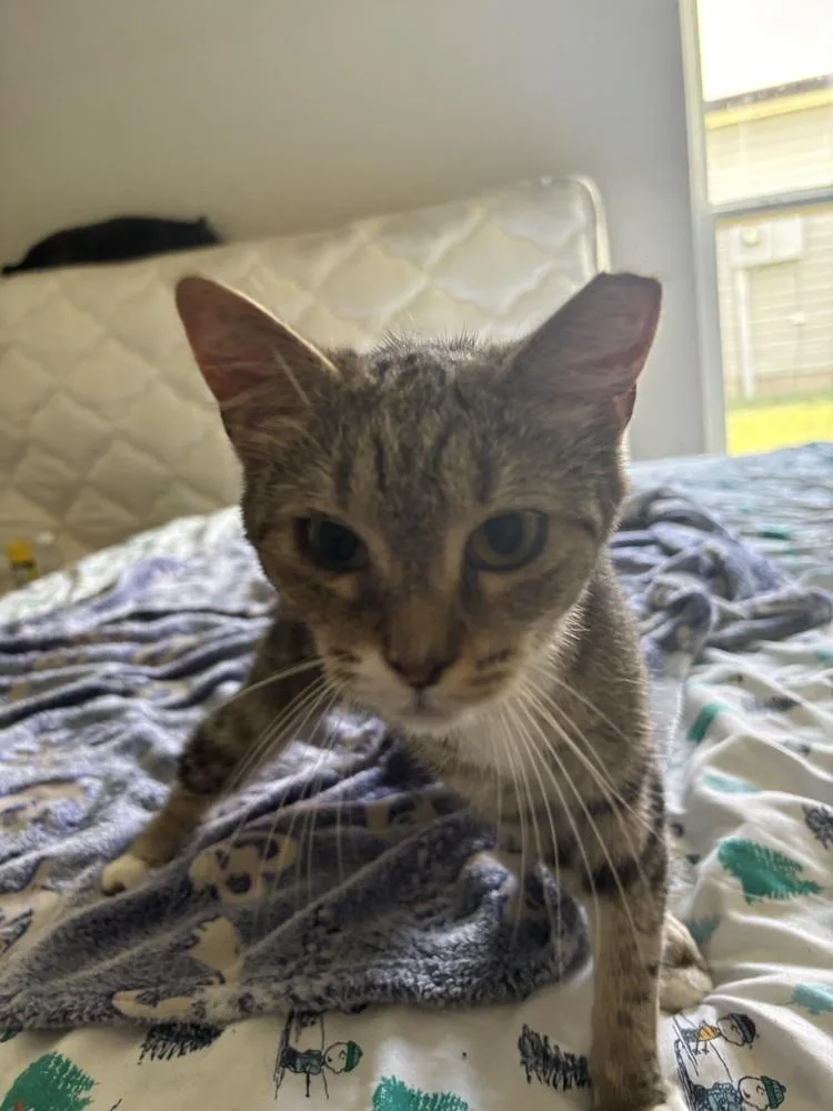 An adult medium-sized female Domestic Short Hair cat named Weezie for adoption in Salisbury, NC