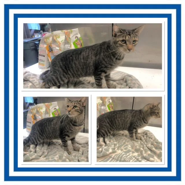 An adult medium-sized male Tabby (Gray / Blue / Silver) Domestic Short Hair cat named Benedict for adoption in Buckhannon, WV