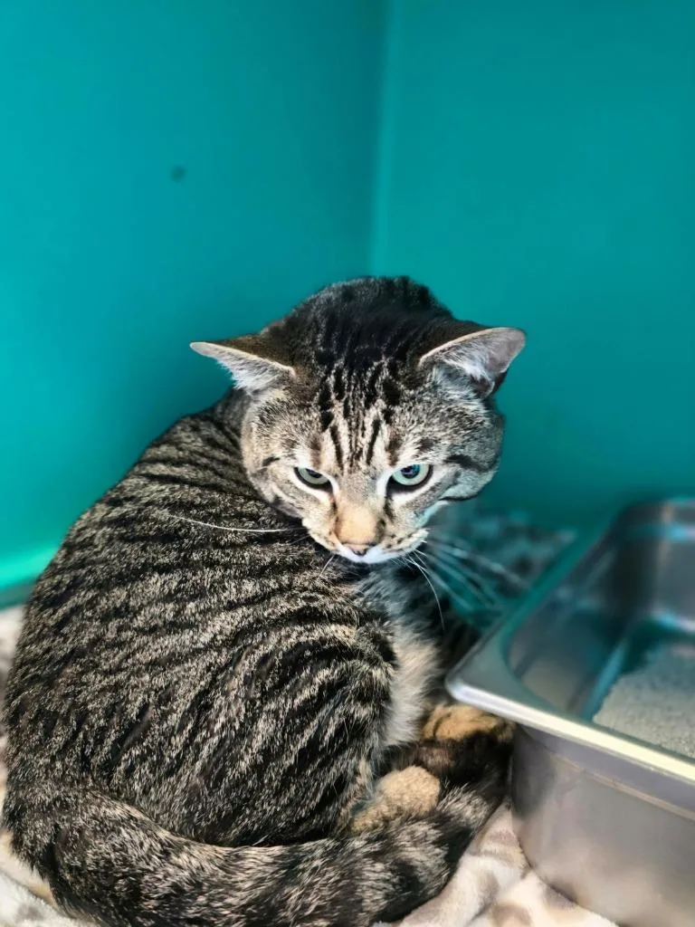 An adult small-sized male Domestic Short Hair cat named Berman for adoption in Pine Grove, PA