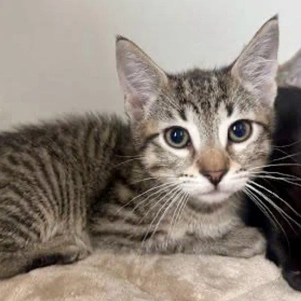 A baby small-sized male Brown / Chocolate Domestic Short Hair cat named Ralph for adoption in Oakland, CA