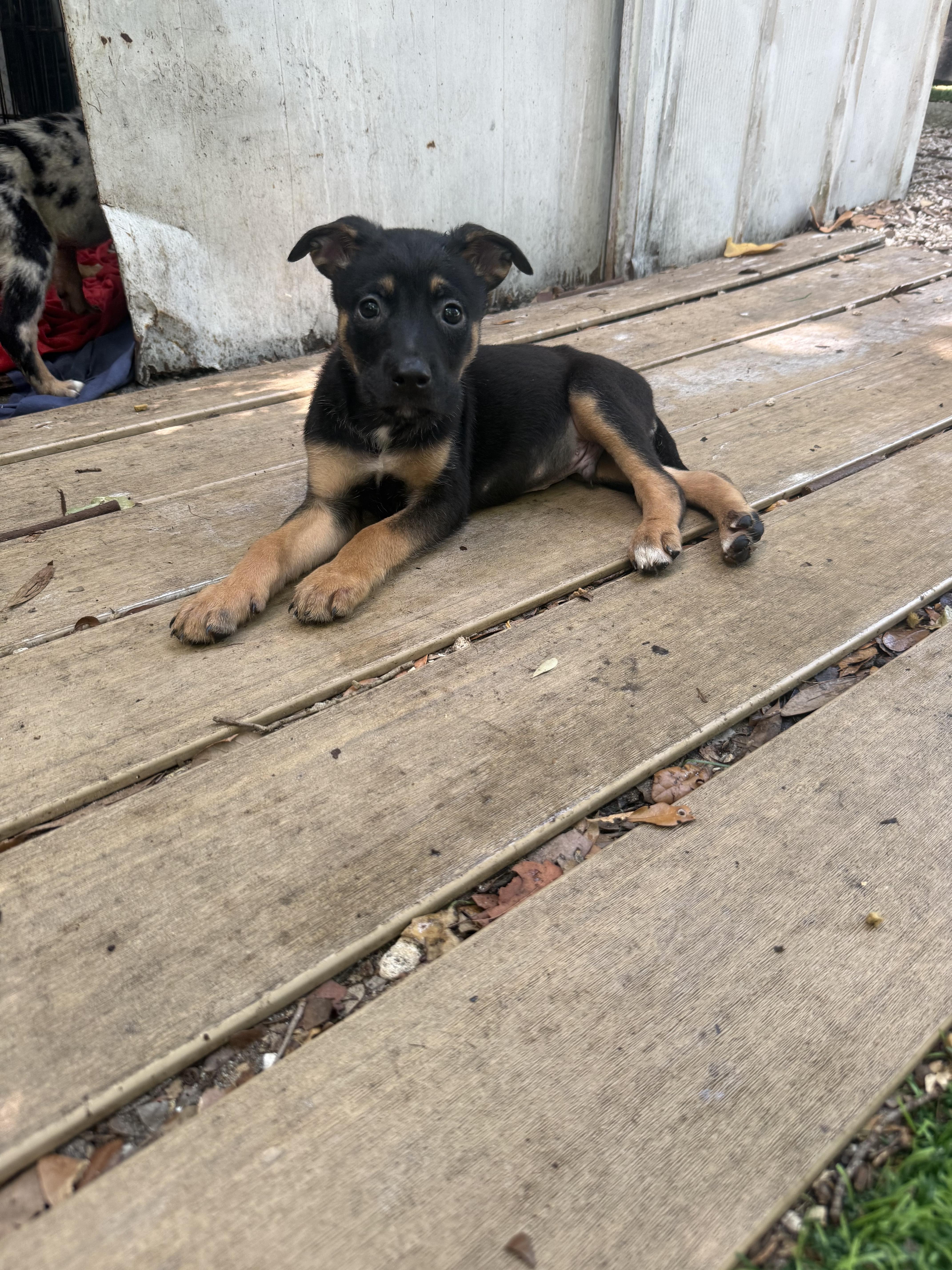 A baby medium-sized male German Shepherd Dog dog named Jay for adoption in Miami, FL