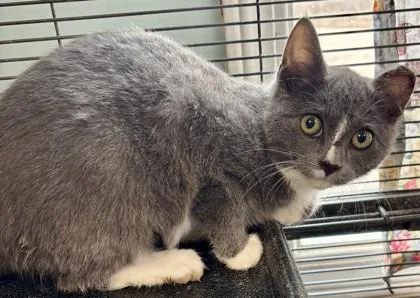A baby small-sized male Domestic Short Hair cat named Smudge for adoption in Pendleton, OR