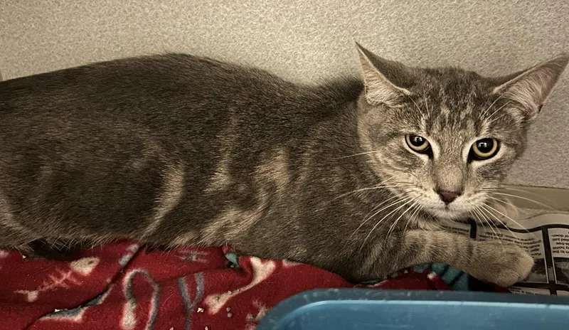 A young medium-sized male Tabby (Gray / Blue / Silver) Domestic Short Hair cat named Ketchup for adoption in Mason City, IA