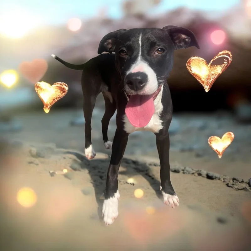 Phoebe  Young Sweet thumbnail 2