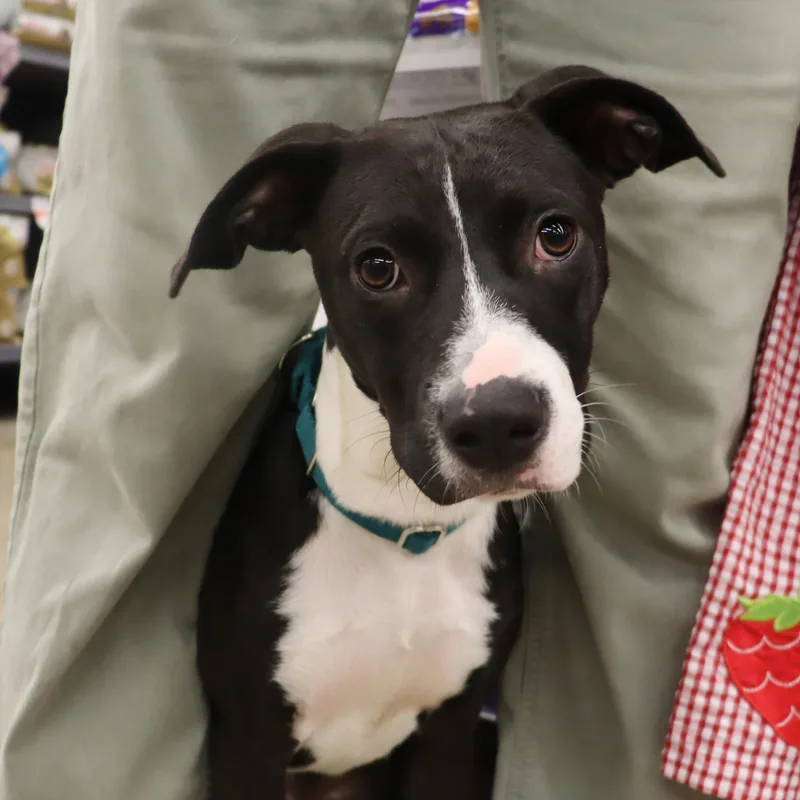 Phoebe  Young Sweet thumbnail 4