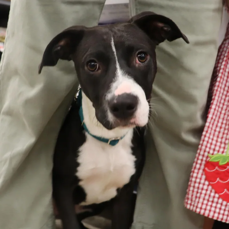 Phoebe  Young Sweet thumbnail 5