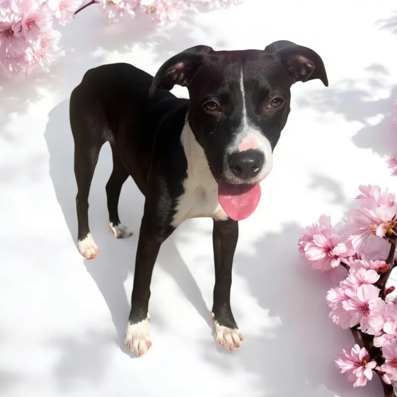 Phoebe  Young Sweet thumbnail 6