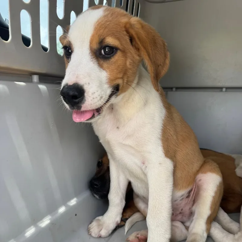 A baby small-sized male Brown / Chocolate Hound dog named Potsie for adoption in Parrish, AL