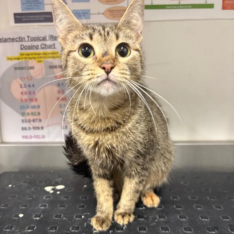 A baby small-sized female Brown / Chocolate Domestic Short Hair cat named Dolly for adoption in League City, TX