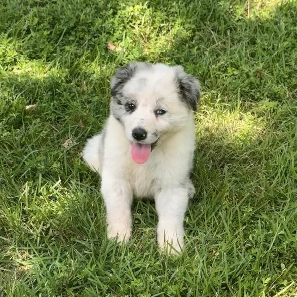 A baby medium-sized male Merle (Blue) Australian Shepherd dog named Luke for adoption in Quitman, TX
