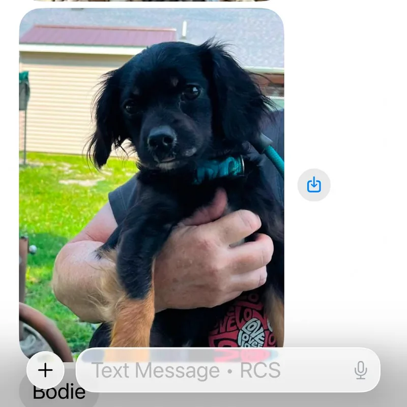 An adult small-sized male Spaniel dog named Bodie for adoption in Tunkhannock, PA
