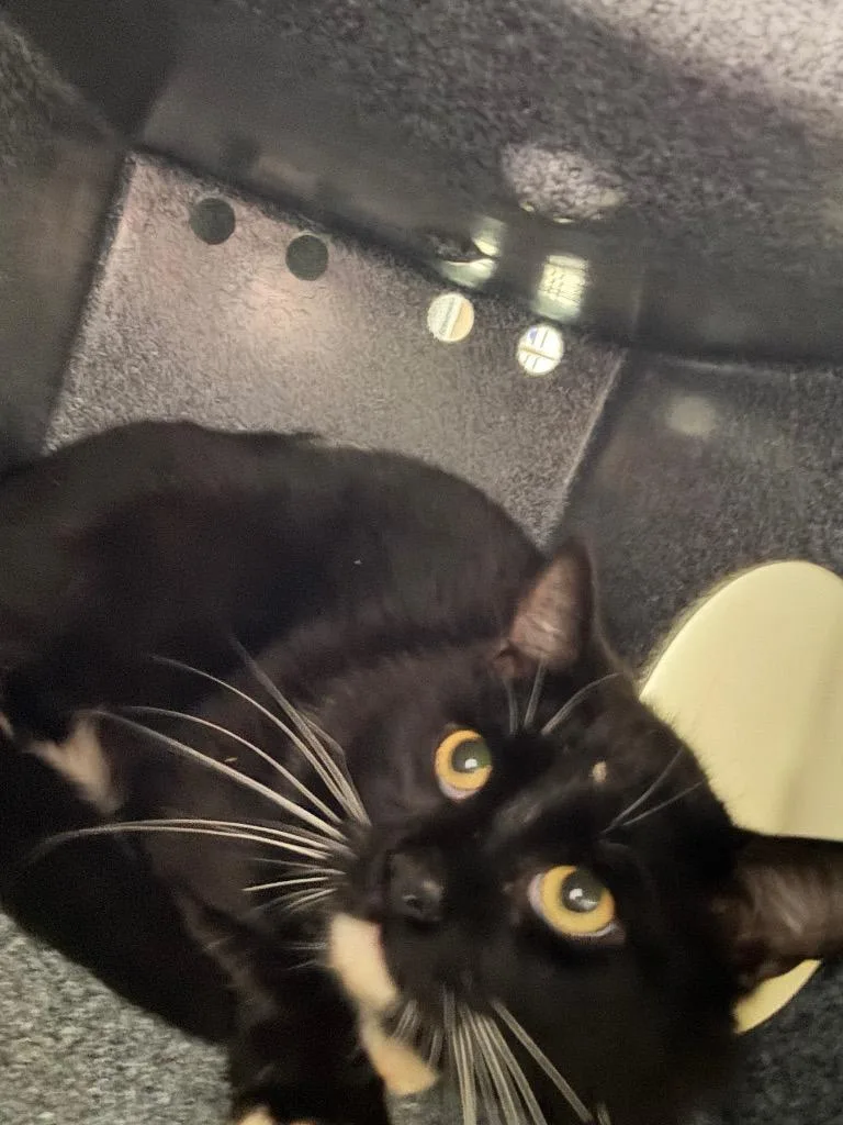 A young medium-sized male Domestic Short Hair cat named Bunner Cat for adoption in Danielsville, GA