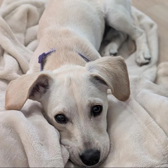A young small-sized female White / Cream Dachshund dog named CT Biscuit for adoption in Stormville, NY