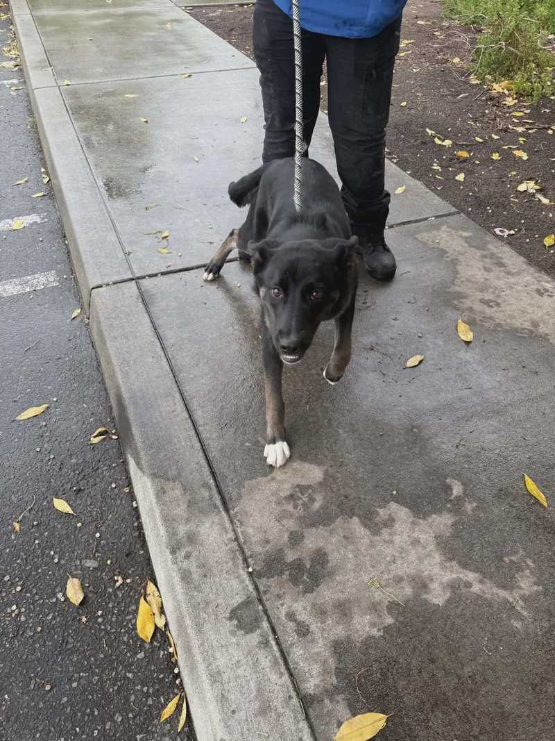 A young medium-sized male Border Collie dog named Trooper for adoption in Petaluma, CA
