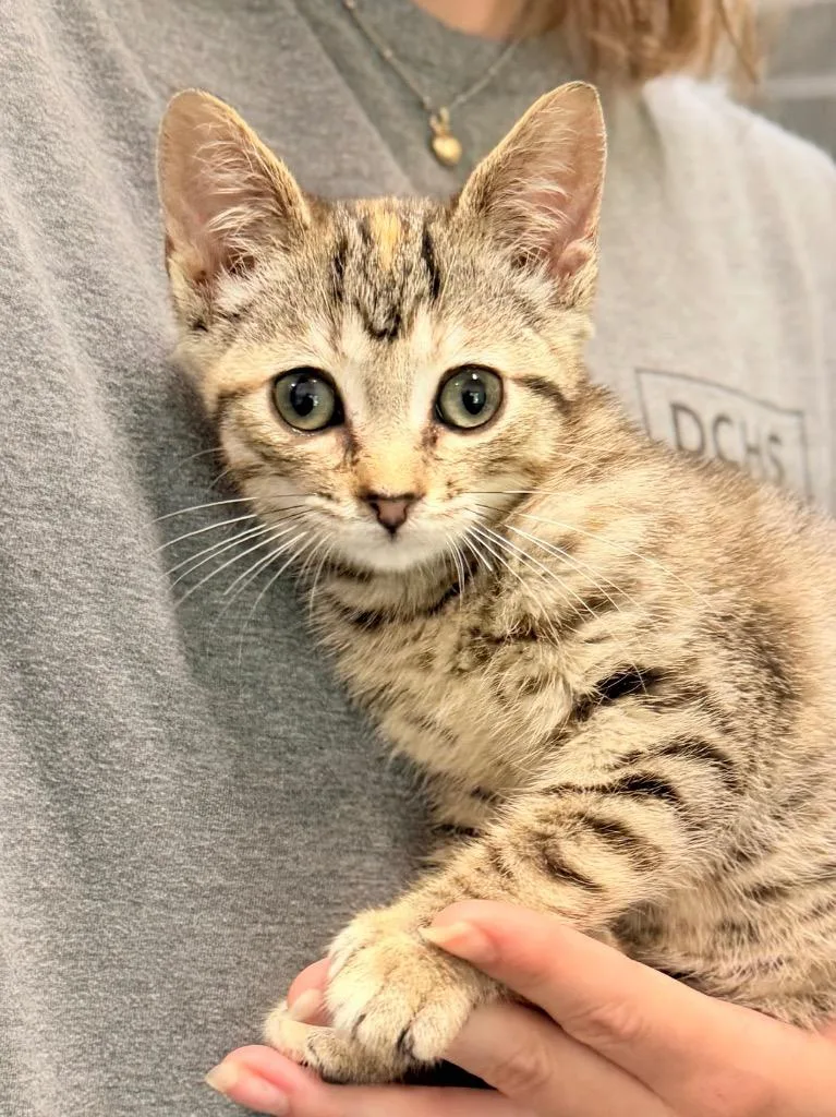 A baby medium-sized female Domestic Short Hair cat named Chapstick for adoption in Menomonie, WI