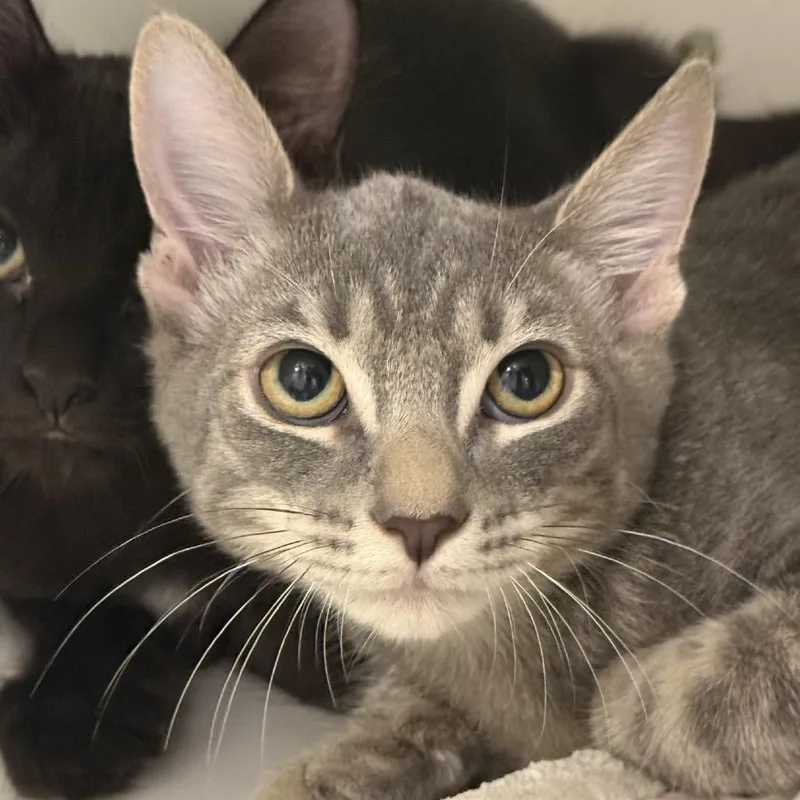 A baby small-sized male Gray / Blue / Silver Domestic Short Hair cat named Pawsecco for adoption in Tucson, AZ