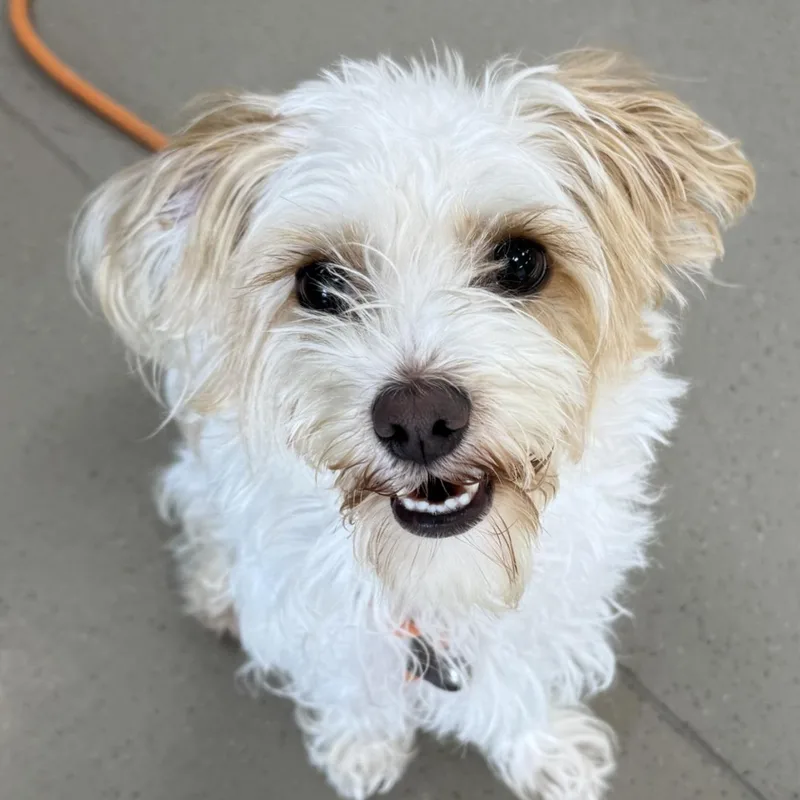Toby