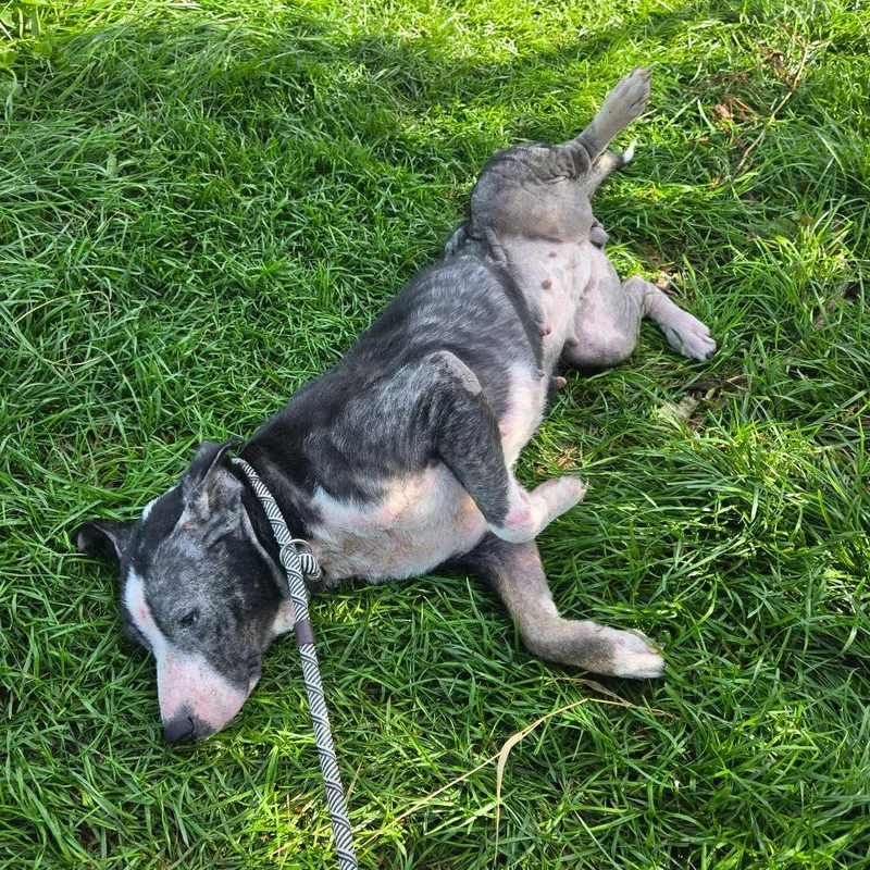 An adult medium-sized female Mixed Breed dog named Ethel for adoption in Binghamton, NY