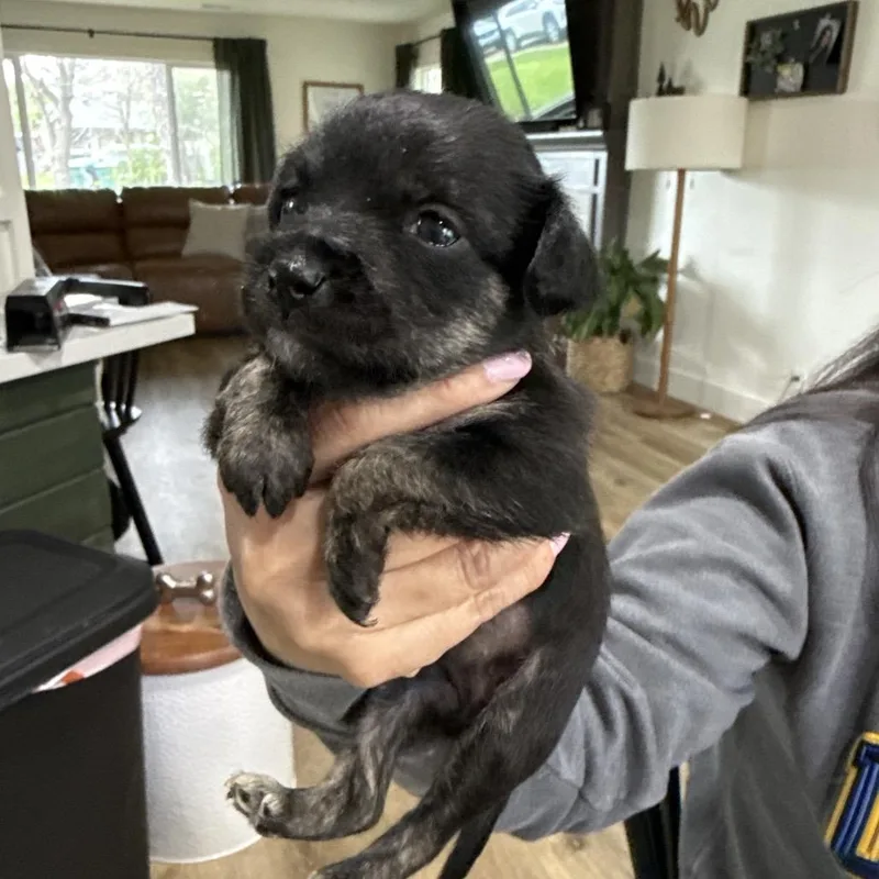Jovi