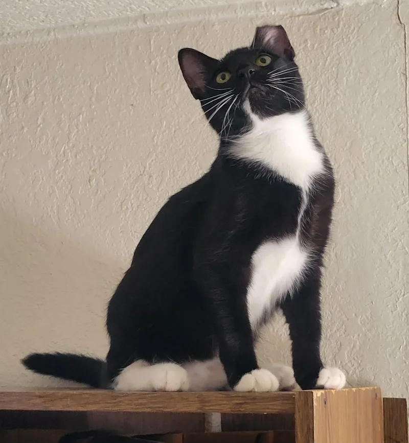 A baby medium-sized female Black & White / Tuxedo Tuxedo cat named Tux — A Tuxedo for adoption in Prescott, AZ