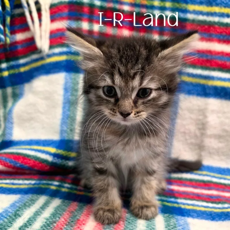 A baby small-sized female Domestic Medium Hair cat named IRLand for adoption in Parkersburg, WV