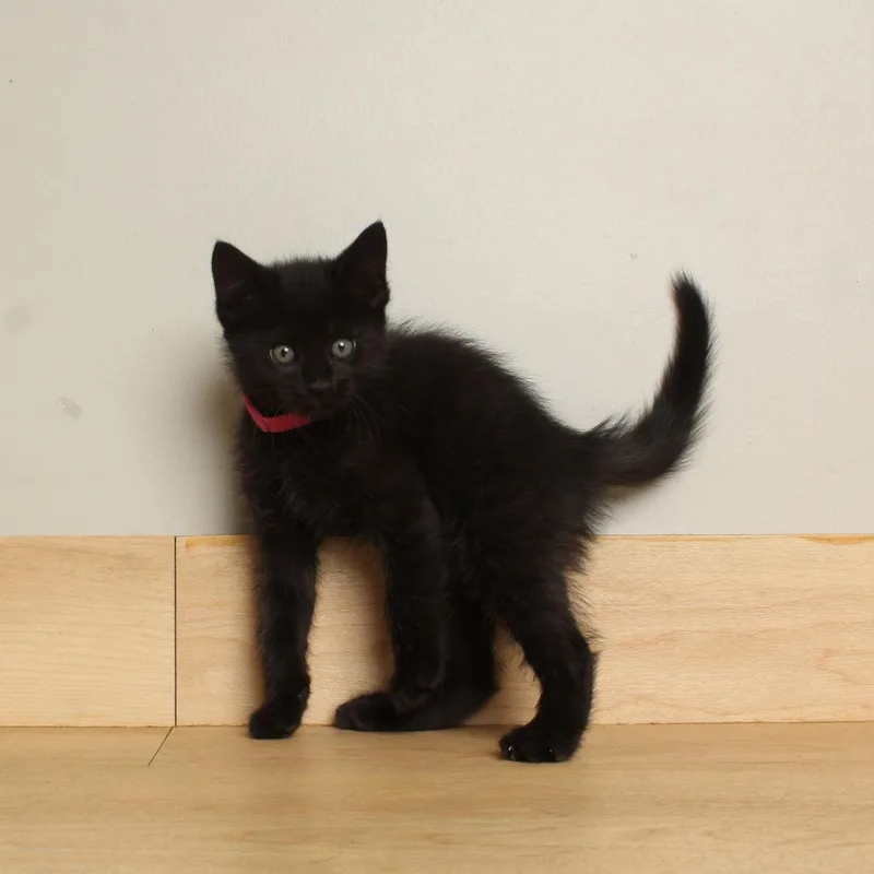 A baby small-sized male Black Domestic Short Hair cat named Almond C for adoption in Minnetonka, MN