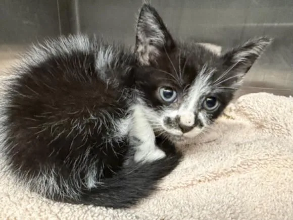 A baby small-sized female Domestic Short Hair cat named Oreo Cookie for adoption in Los Angeles, CA