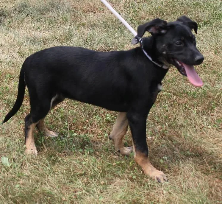 A baby medium-sized female Black Hound dog named Paisley for adoption in Heath, OH