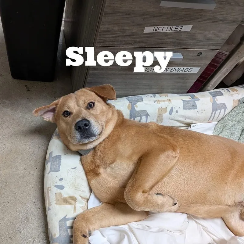 A young medium-sized male Labrador Retriever dog named Sleepy for adoption in Williston, VT