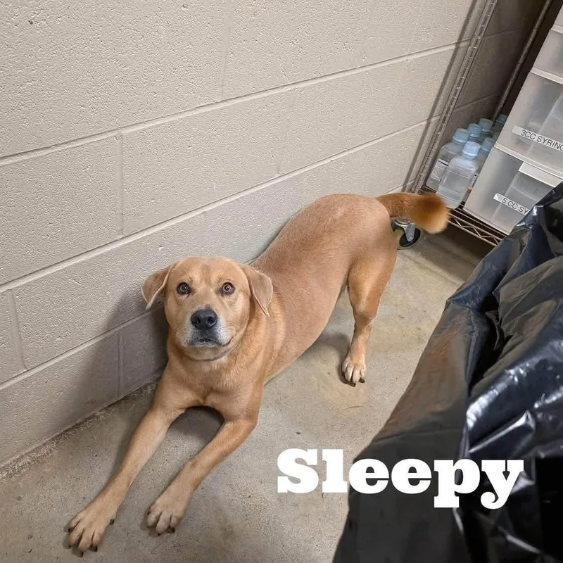 Sleepy thumbnail 2