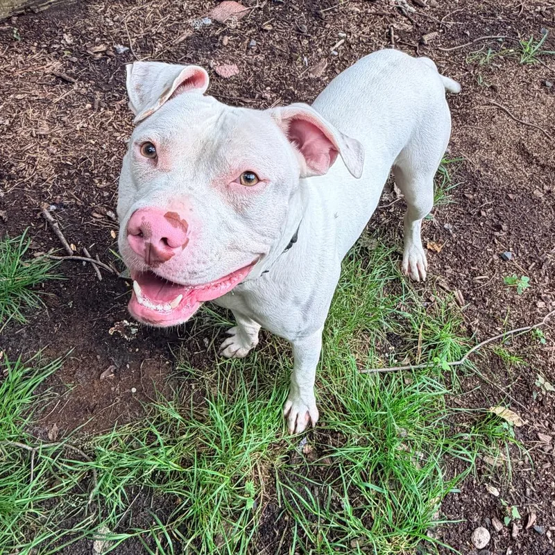 An adult large-sized male Pit Bull Terrier dog named Moose for adoption in Newark, NJ