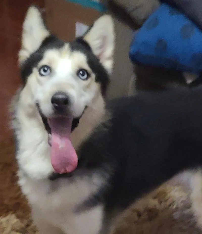 A young medium-sized male Husky dog named Alaska for adoption in Fort Stockton, TX