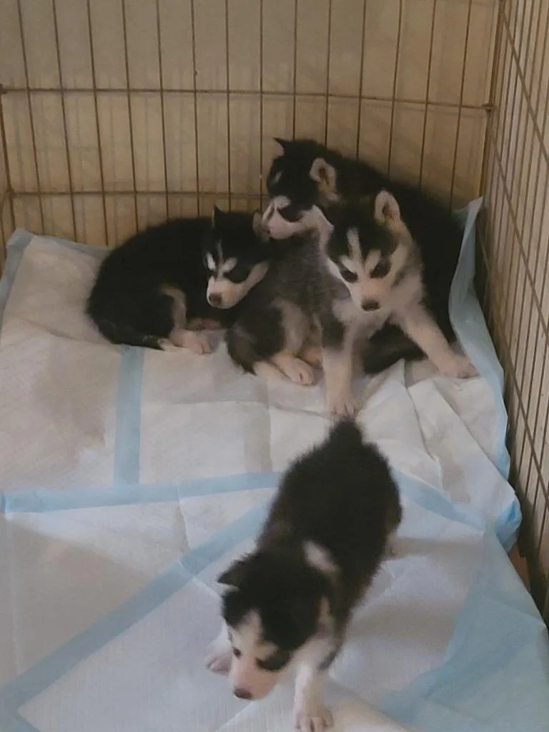 Alaska thumbnail 3