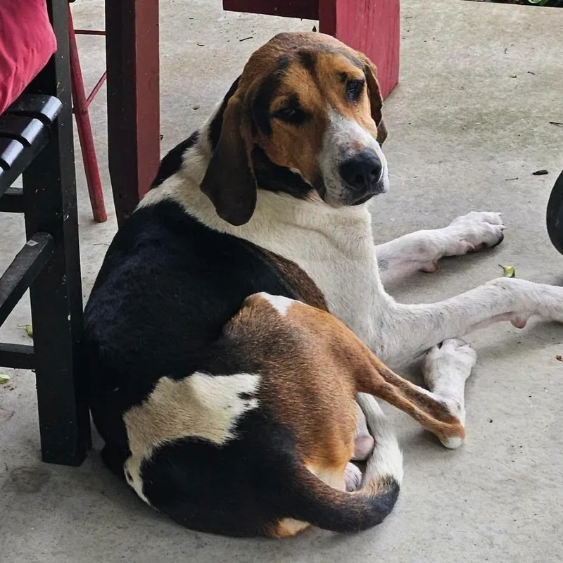 An adult large-sized male White / Cream Treeing Walker Coonhound dog named Coonie for adoption in Brooksville, KY
