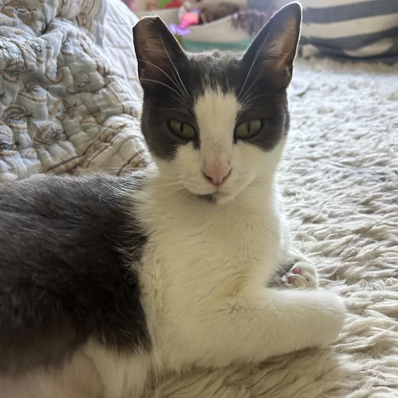 An adult medium-sized female White Domestic Short Hair cat named Dragonfly for adoption in Point Richmond, CA
