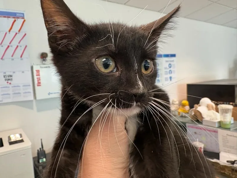 A baby medium-sized female Domestic Short Hair cat named Zuzu for adoption in Chatsworth, CA