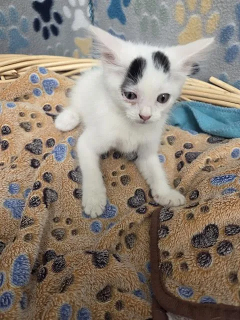 A baby small-sized female Domestic Short Hair cat named Cavella for adoption in Rosenberg, TX