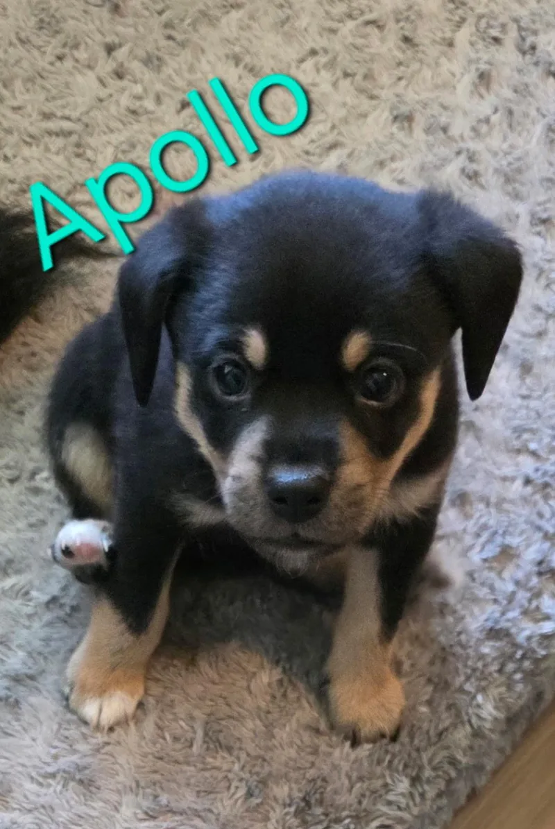 A baby small-sized male Australian Shepherd dog named Apollo for adoption in Aurora, IL