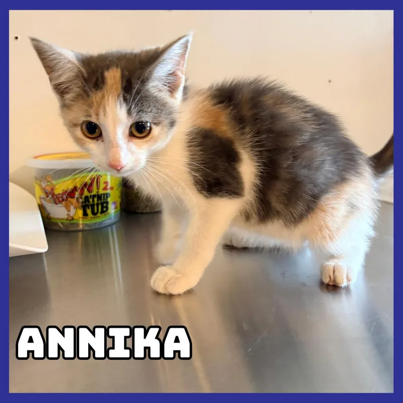 A baby small-sized female Gray / Blue / Silver Domestic Short Hair cat named Annika for adoption in Glenwood, MN