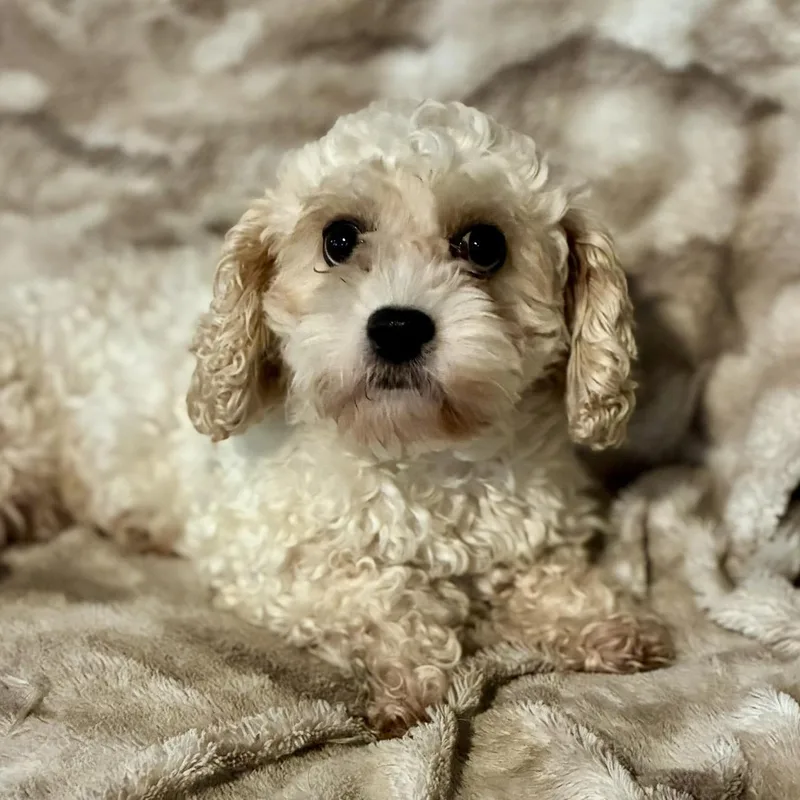 An adult small-sized female White / Cream Cockapoo dog named Shelbie for adoption in Pelham, NH