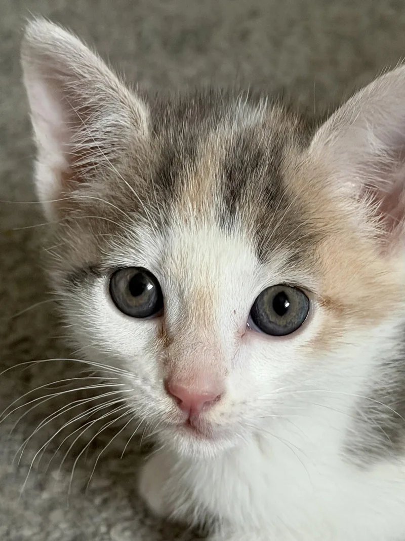 A baby medium-sized female Domestic Short Hair cat named Waffles for adoption in Broomall, PA
